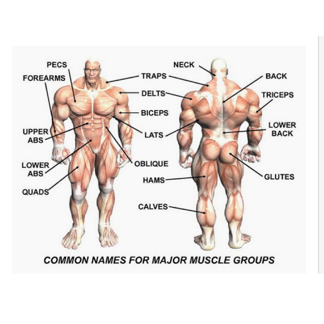 BUILD YOUR BACK UP Probably the most important body part to work